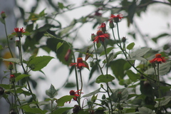 Mechanitis lysimnia nesaea