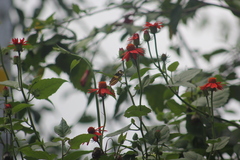 Mechanitis lysimnia nesaea