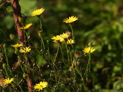 Bradburia pilosa