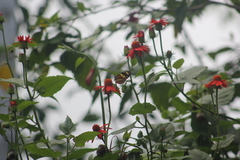 Mechanitis lysimnia nesaea