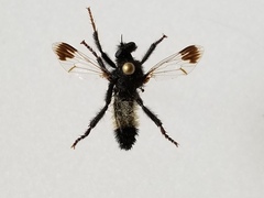 Cyrtopogon bimaculus