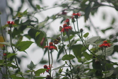 Mechanitis lysimnia nesaea