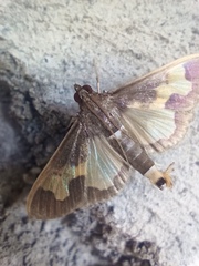Diaphania
