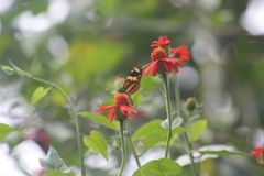 Mechanitis lysimnia nesaea