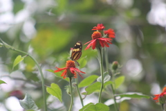 Mechanitis lysimnia nesaea