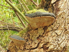 Phellinus alni