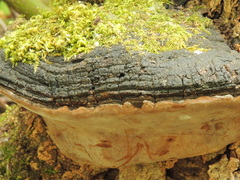 Phellinus alni