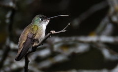 Saucerottia cyanocephala