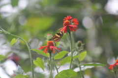 Mechanitis lysimnia nesaea