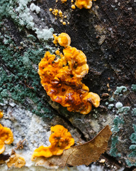 Stereum gausapatum