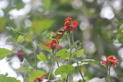 Mechanitis lysimnia nesaea