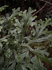 Selaginella doederleinii
