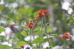 Mechanitis lysimnia nesaea