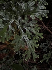 Selaginella doederleinii