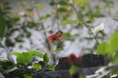 Mechanitis lysimnia nesaea