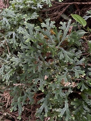 Selaginella doederleinii