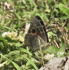 Junonia villida