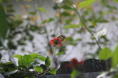 Mechanitis lysimnia nesaea