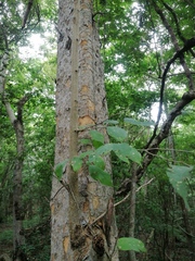 Maclura tinctoria