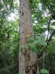 Maclura tinctoria