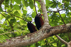 Psarocolius montezuma