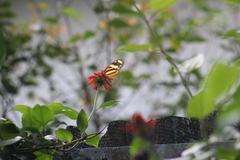 Mechanitis lysimnia nesaea