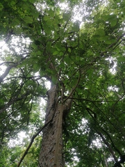 Maclura tinctoria