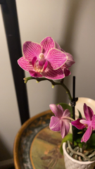 Phalaenopsis