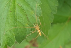 Tetragnatha extensa