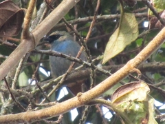 Tangara labradorides