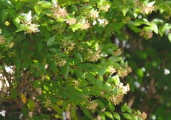 Abelia