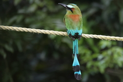 Eumomota superciliosa