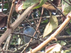 Tangara labradorides