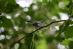 Polioptila albiloris