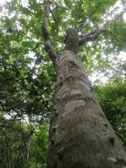 Cnidoscolus megacanthus