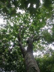 Cnidoscolus megacanthus