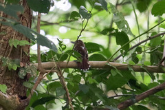 Thamnophilus atrinucha