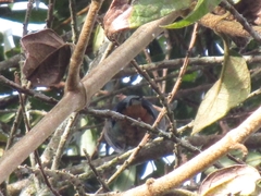 Tangara labradorides