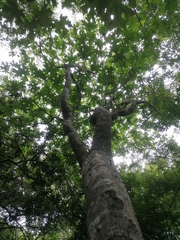 Cnidoscolus megacanthus