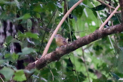 Thamnophilus atrinucha