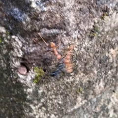 Oecophylla smaragdina