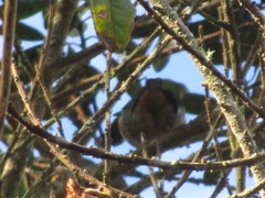 Tangara labradorides