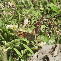 Junonia villida
