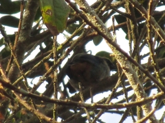 Tangara labradorides