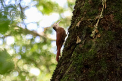 Xiphorhynchus flavigaster