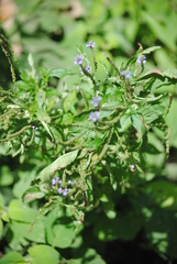 Verbena hastata