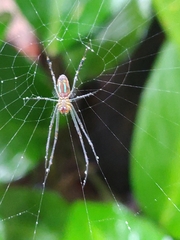 Leucauge celebesiana