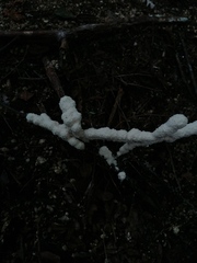 Ceratiomyxa fruticulosa