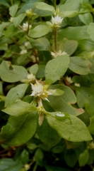 Alternanthera