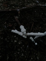 Ceratiomyxa fruticulosa